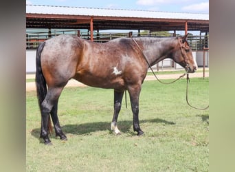 American Quarter Horse, Ruin, 6 Jaar, 150 cm, Roan-Bay