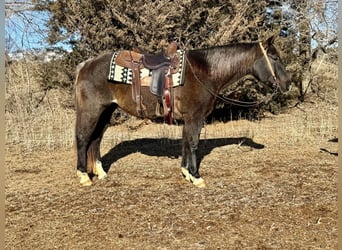 American Quarter Horse, Ruin, 6 Jaar, 150 cm, Roan-Blue