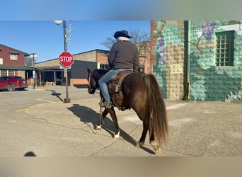 American Quarter Horse, Ruin, 6 Jaar, 150 cm, Roan-Blue