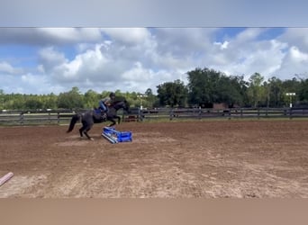 American Quarter Horse, Ruin, 6 Jaar, 150 cm, Roan-Blue