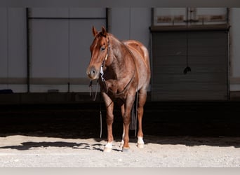 American Quarter Horse, Ruin, 6 Jaar, 150 cm, Roan-Red
