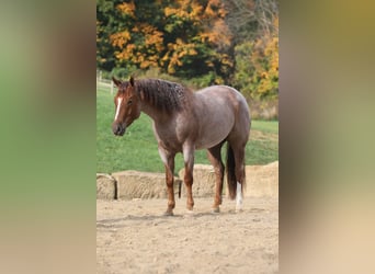 American Quarter Horse, Ruin, 6 Jaar, 150 cm, Roan-Red