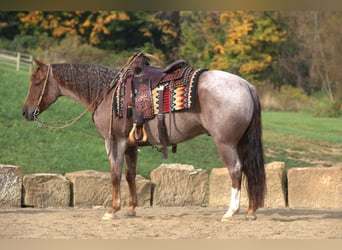 American Quarter Horse, Ruin, 6 Jaar, 150 cm, Roan-Red