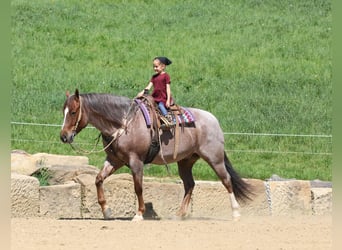 American Quarter Horse, Ruin, 6 Jaar, 150 cm, Roan-Red