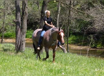 American Quarter Horse, Ruin, 6 Jaar, 150 cm, Roan-Red