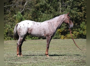 American Quarter Horse, Ruin, 6 Jaar, 150 cm, Roan-Red