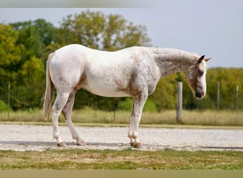 American Quarter Horse, Ruin, 6 Jaar, 150 cm, Roan-Red