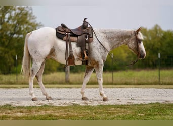 American Quarter Horse, Ruin, 6 Jaar, 150 cm, Roan-Red