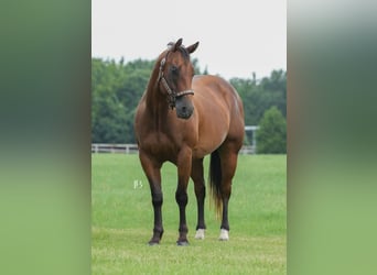 American Quarter Horse, Ruin, 6 Jaar, 150 cm, Roodbruin