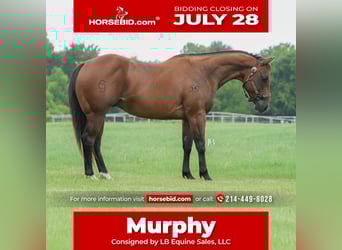 American Quarter Horse, Ruin, 6 Jaar, 150 cm, Roodbruin