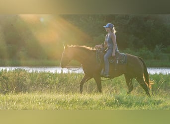 American Quarter Horse, Ruin, 6 Jaar, 150 cm, Roodbruin