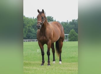 American Quarter Horse, Ruin, 6 Jaar, 150 cm, Roodbruin