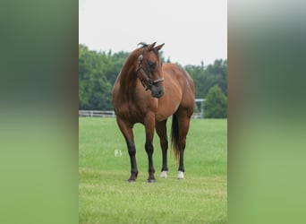 American Quarter Horse, Ruin, 6 Jaar, 150 cm, Roodbruin