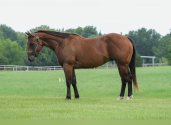 American Quarter Horse, Ruin, 6 Jaar, 150 cm, Roodbruin