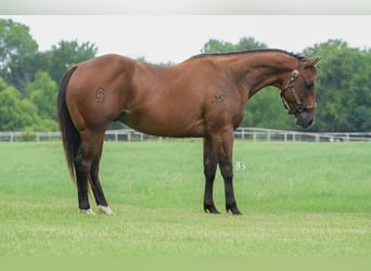 American Quarter Horse, Ruin, 6 Jaar, 150 cm, Roodbruin
