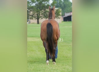 American Quarter Horse, Ruin, 6 Jaar, 150 cm, Roodbruin