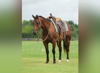 American Quarter Horse, Ruin, 6 Jaar, 150 cm, Roodbruin