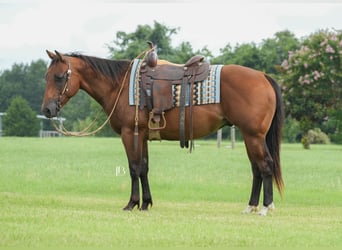 American Quarter Horse, Ruin, 6 Jaar, 150 cm, Roodbruin