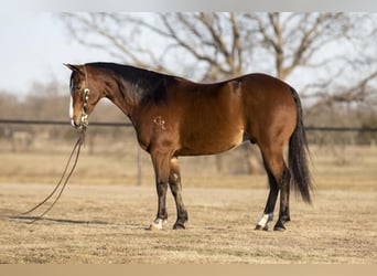 American Quarter Horse, Ruin, 6 Jaar, 150 cm, Roodbruin