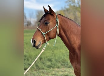 American Quarter Horse, Ruin, 6 Jaar, 150 cm, Roodbruin