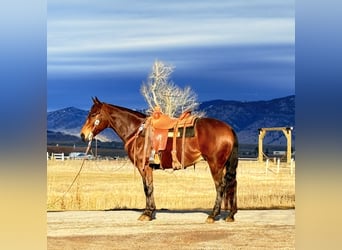 American Quarter Horse, Ruin, 6 Jaar, 150 cm, Roodbruin