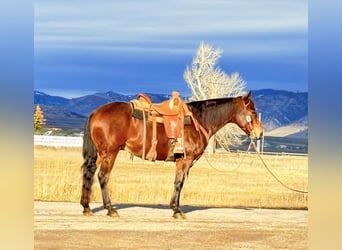 American Quarter Horse, Ruin, 6 Jaar, 150 cm, Roodbruin