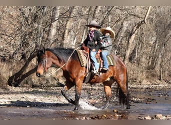 American Quarter Horse, Ruin, 6 Jaar, 150 cm, Roodbruin