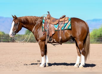 American Quarter Horse, Ruin, 6 Jaar, 150 cm, Roodvos