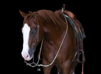 American Quarter Horse, Ruin, 6 Jaar, 150 cm, Roodvos