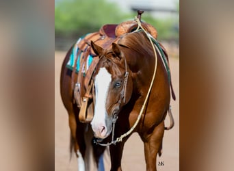 American Quarter Horse, Ruin, 6 Jaar, 150 cm, Roodvos