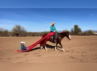 American Quarter Horse, Ruin, 6 Jaar, 150 cm, Roodvos