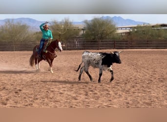 American Quarter Horse, Ruin, 6 Jaar, 150 cm, Roodvos