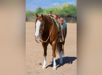 American Quarter Horse, Ruin, 6 Jaar, 150 cm, Roodvos