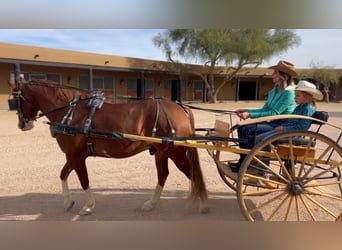American Quarter Horse, Ruin, 6 Jaar, 150 cm, Roodvos