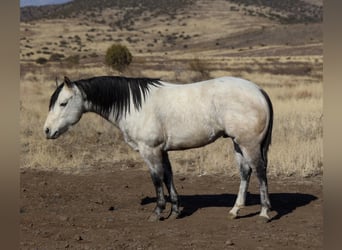 American Quarter Horse, Ruin, 6 Jaar, 150 cm, Schimmel