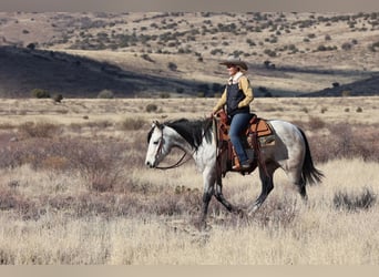 American Quarter Horse, Ruin, 6 Jaar, 150 cm, Schimmel