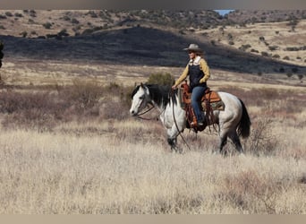 American Quarter Horse, Ruin, 6 Jaar, 150 cm, Schimmel