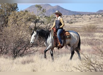 American Quarter Horse, Ruin, 6 Jaar, 150 cm, Schimmel