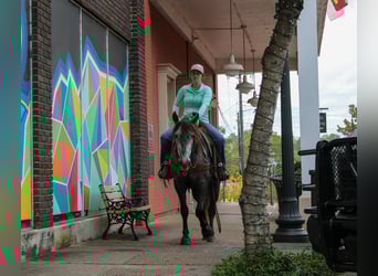 American Quarter Horse, Ruin, 6 Jaar, 150 cm, Schimmel