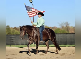 American Quarter Horse, Ruin, 6 Jaar, 150 cm