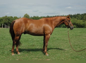 American Quarter Horse, Ruin, 6 Jaar, 150 cm, Vos