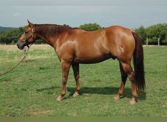 American Quarter Horse, Ruin, 6 Jaar, 150 cm, Vos