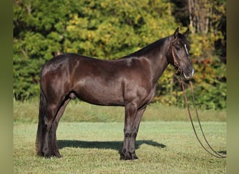 American Quarter Horse, Ruin, 6 Jaar, 150 cm, Zwart