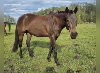 American Quarter Horse, Ruin, 6 Jaar, 151 cm, Buckskin