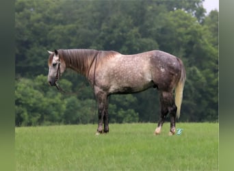 American Quarter Horse, Ruin, 6 Jaar, 152 cm, Appelschimmel