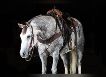 American Quarter Horse, Ruin, 6 Jaar, 152 cm, Appelschimmel