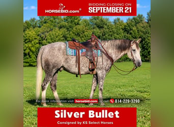 American Quarter Horse, Ruin, 6 Jaar, 152 cm, Appelschimmel