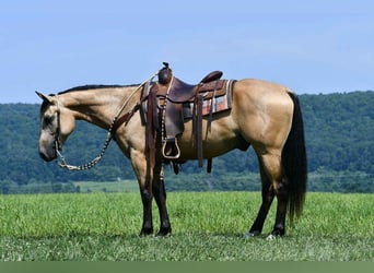 American Quarter Horse, Ruin, 6 Jaar, 152 cm, Buckskin