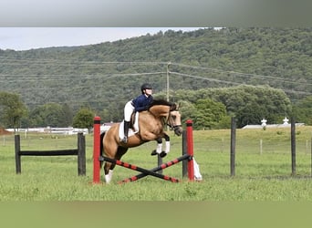American Quarter Horse, Ruin, 6 Jaar, 152 cm, Buckskin