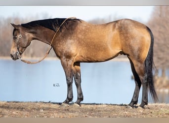 American Quarter Horse, Ruin, 6 Jaar, 152 cm, Buckskin